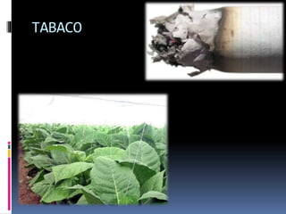TABACO
 
