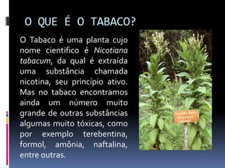 O QUE É O TABACO?
O Tabaco é uma planta cujo
nome cientifico é Nicotiana
tabacum, da qual é extraída
uma substância chamada
nicotina, seu princípio ativo.
Mas no tabaco encontramos
ainda um número muito
grande de outras substâncias
algumas muito tóxicas, como
por exemplo terebentina,
formol, amônia, naftalina,
entre outras.
 