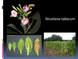 Nicotiana tabacum
 