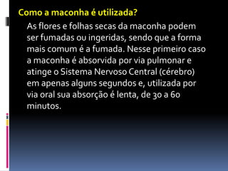 Como a maconha é utilizada?
As flores e folhas secas da maconha podem
ser fumadas ou ingeridas, sendo que a forma
mais comum é a fumada. Nesse primeiro caso
a maconha é absorvida por via pulmonar e
atinge o Sistema Nervoso Central (cérebro)
em apenas alguns segundos e, utilizada por
via oral sua absorção é lenta, de 30 a 60
minutos.
 