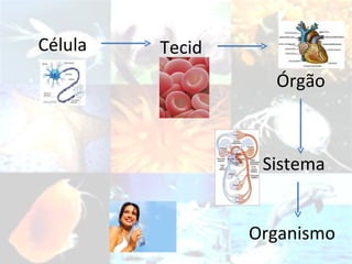 Célula Tecido Órgão Sistema Organismo 