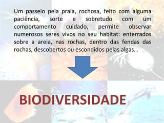 Um passeio pela praia, rochosa, feito com alguma paciência, sorte e sobretudo com um comportamento cuidado, permite observar numerosos seres vivos no seu habitat: enterrados sobre a areia, nas rochas, dentro das fendas das rochas, descobertos ou escondidos pelas algas… BIODIVERSIDADE 