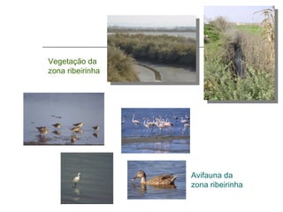 Vegetação da
zona ribeirinha




                  Avifauna da
                  zona ribeirinha
 