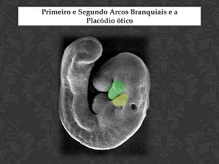 Comparação do ser humano com os animais