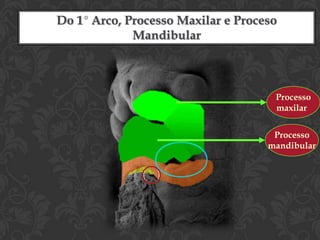 • 1º arco (Arco Mandibular) – formaduas saliências:     1.Processo maxilar – dá origem ao maxilar, ao zigomático e à porção escamosa do osso temporal      2. Processo mandibular – maior,forma a mandíbulaARCOS FARÍNGEOS