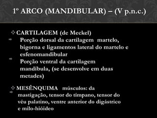 Primeiro e Segundo Arcos Branquiais e a Placódioótico