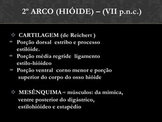 Do 1° Arco, ProcessoMaxilar e Proceso MandibularProcessomaxilar°Processomandibular