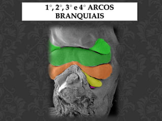 2º ARCO (HIÓIDE) – (VII p.n.c.)CARTILAGEM (de Reichert )Porção dorsal estribo e processoestilóide.Porção média regride ligamento    estilo-hióideoPorção ventral corno menor e porção     superior do corpo do osso hióideMESÊNQUIMAmúsculos: da mímica,     ventre posterior do digástrico,estilohióideoe estapédio