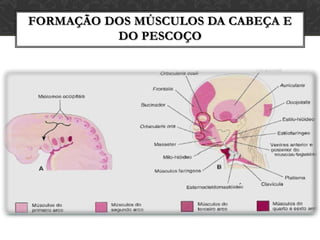 FORMAÇÃO DAS ESTRUTURAS RÍGIDAS(OSSOS, CARTILAGENS E LIGAMENTOS)