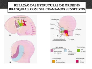 FORMAÇÃO DOS MÚSCULOS DA CABEÇA E  DO PESCOÇO
