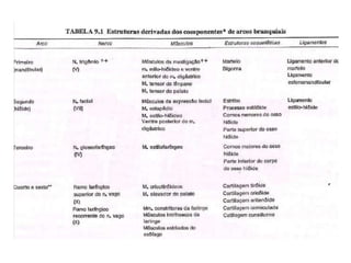 RELAÇÃO DAS ESTRUTURAS DE ORIGENS BRANQUIAIS COM NN. CRANIANOS SENSITIVOS