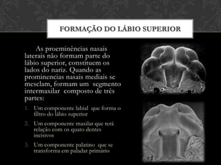 Quinta a oitavasemanaAs proeminênciasmaxilares aumentamde tamanho e crescememdireçãomedial, desplacando as proeminênciasnasaismediais até o plano medial.   Osulcoentre a proêminencianasal lateral e a maxilar, desaparece quandoestas se mesclam e então…