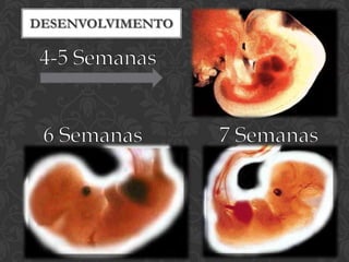 Desenvolvimento4-5 Semanas6 Semanas7 Semanas