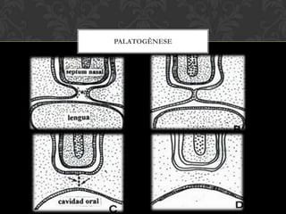 DESENVOLVIMENTO DO PALATO