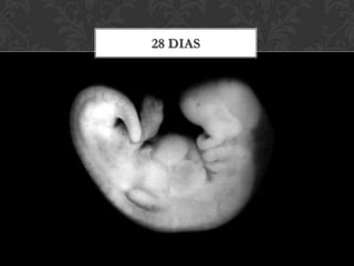 Epítome do Desenvolvimento Embrionário