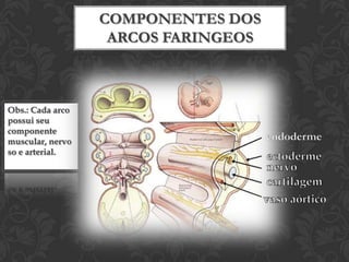PLACÓDIOS NASAISARCOS FARÍNGEOS