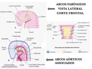 Componentes dos arcos faringeosObs.: Cada arco possuiseu componente muscular, nervoso e arterial. endodermeectodermenervocartilagemvaso aórtico