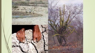 Apresentação em ppt do ambiente ava