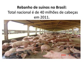 Rebanho de suínos no Brasil:
Total nacional é de 40 milhões de cabeças
em 2011.

 