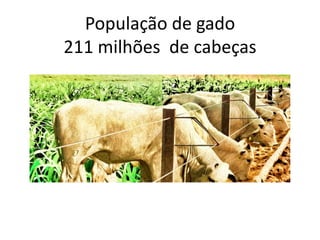 População de gado
211 milhões de cabeças

 