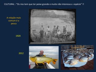 CULTURAL : “Os rios tem que ter peixe grande e muito não interessa a espécie” !!




  A relação mais
    comum é a
       pesca




           1920




              2012
 