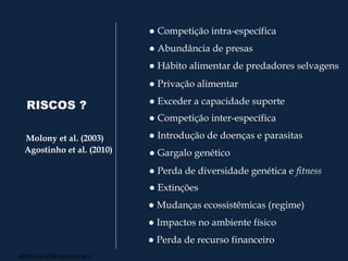 ● Competição intra-específica
                              ● Abundância de presas
                              ● Hábito alimentar de predadores selvagens
                              ● Privação alimentar
                              ● Exceder a capacidade suporte
  RISCOS ?
                              ● Competição inter-específica

  Molony et al. (2003)        ● Introdução de doenças e parasitas
  Agostinho et al. (2010)     ● Gargalo genético
                              ● Perda de diversidade genética e fitness
                              ● Extinções
                              ● Mudanças ecossistêmicas (regime)
                              ● Impactos no ambiente físico
                              ● Perda de recurso financeiro
MODIFICADO DE PELICICE 2012
 