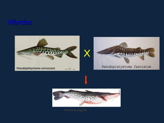 Híbridos



                                            X
  Pseudoplatystoma corruscans




                                Ponto e vírgula
 