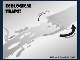 Ecological
traps?




             Pelicice & Agostinho (2008)
 