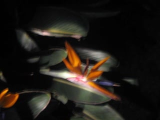 Apresentação estrelícias