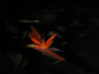 Apresentação estrelícias