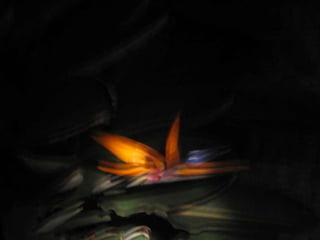 Apresentação estrelícias