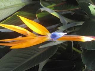 Apresentação estrelícias