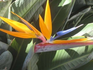 Apresentação estrelícias