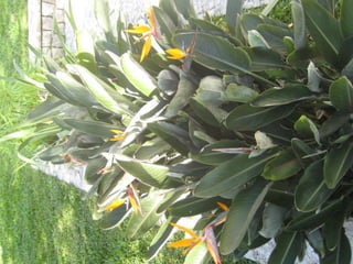 Apresentação estrelícias