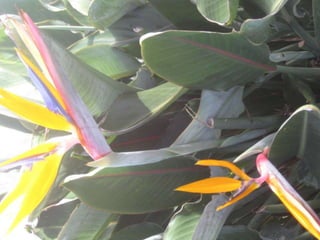 Apresentação estrelícias