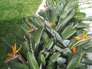 Apresentação estrelícias