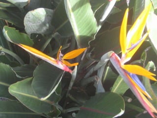 Apresentação estrelícias