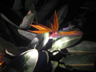 Apresentação estrelícias