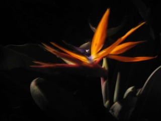 Apresentação estrelícias