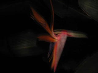 Apresentação estrelícias