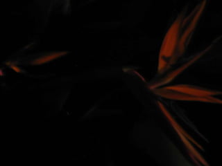 Apresentação estrelícias