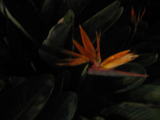 Apresentação estrelícias