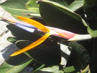 Apresentação estrelícias