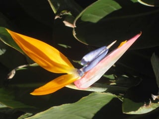 Apresentação estrelícias