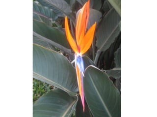 Apresentação estrelícias