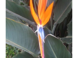 Apresentação estrelícias