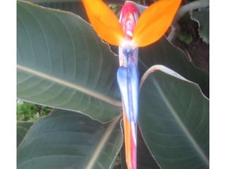 Apresentação estrelícias