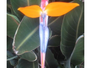 Apresentação estrelícias