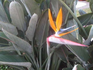 Apresentação estrelícias