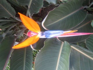 Apresentação estrelícias